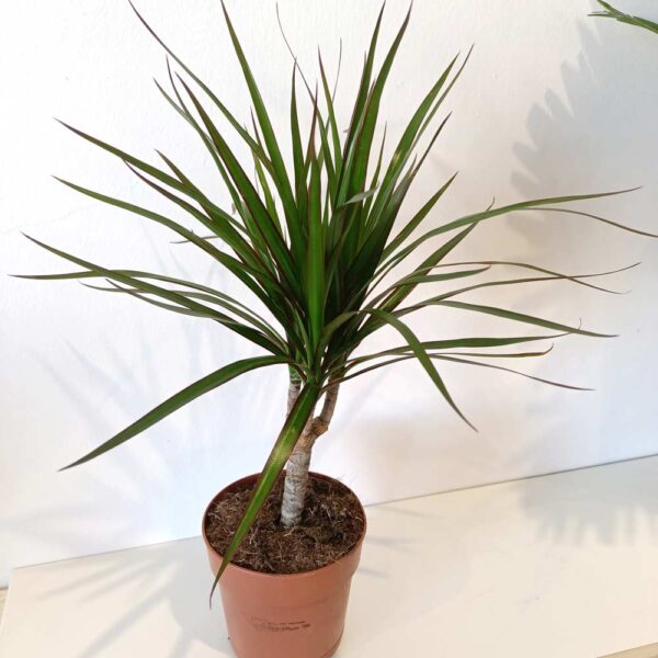 Dracaena marginata-dracena obrzeżona