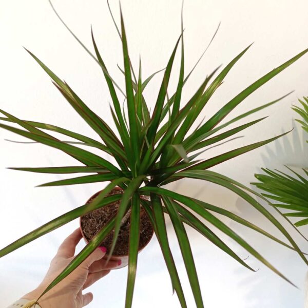 Dracaena marginata-dracena obrzeżona
