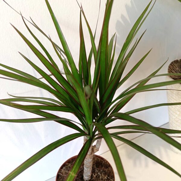 Dracaena marginata-dracena obrzeżona
