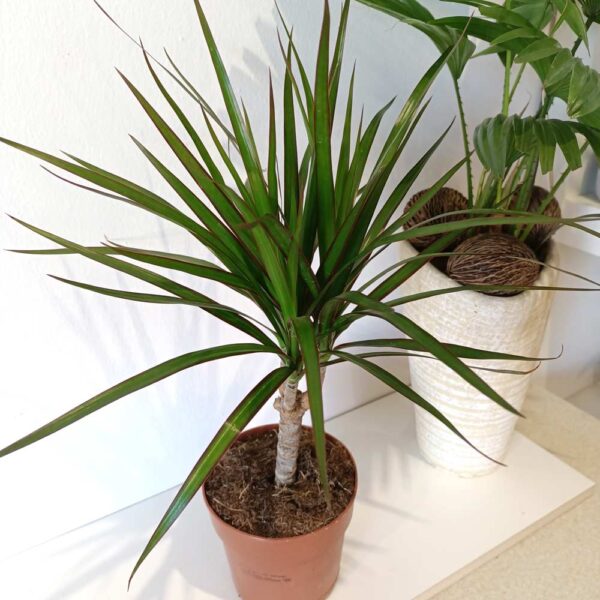 Dracaena marginata-dracena obrzeżona Dracaena marginata-dracena obrzeżona