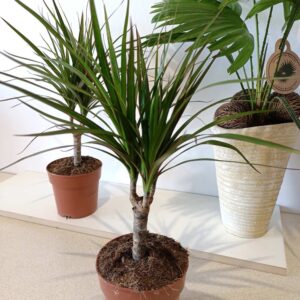 Dracaena marginata-dracena obrzeżona