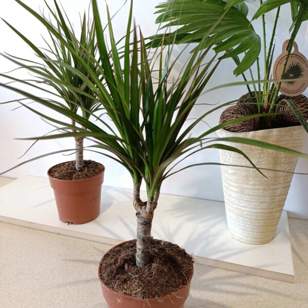 Dracaena marginata-dracena obrzeżona
