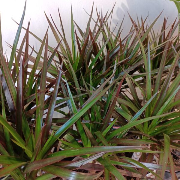 Dracaena marginata Magenta -dracena obrzeżona Dracaena marginata Magenta -dracena obrzeżona