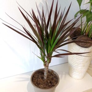 Dracaena marginata Magenta -dracena obrzeżona
