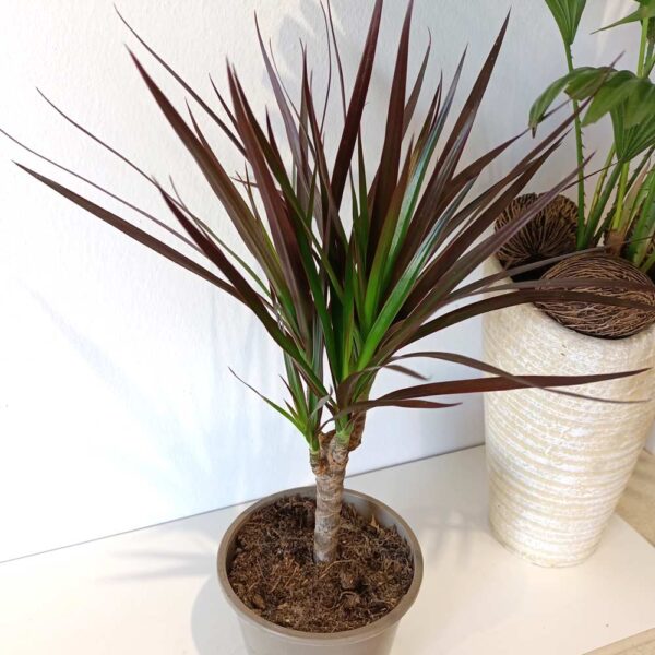 Dracaena marginata Magenta -dracena obrzeżona