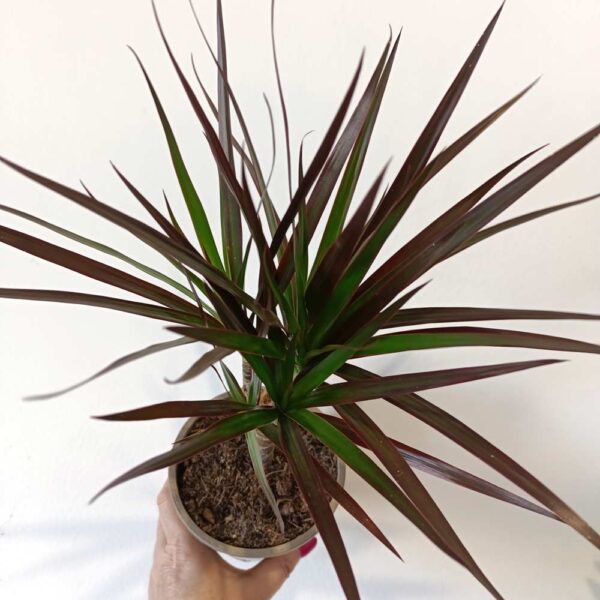 Dracaena marginata Magenta -dracena obrzeżona
