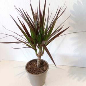 Dracaena marginata Magenta -dracena obrzeżona
