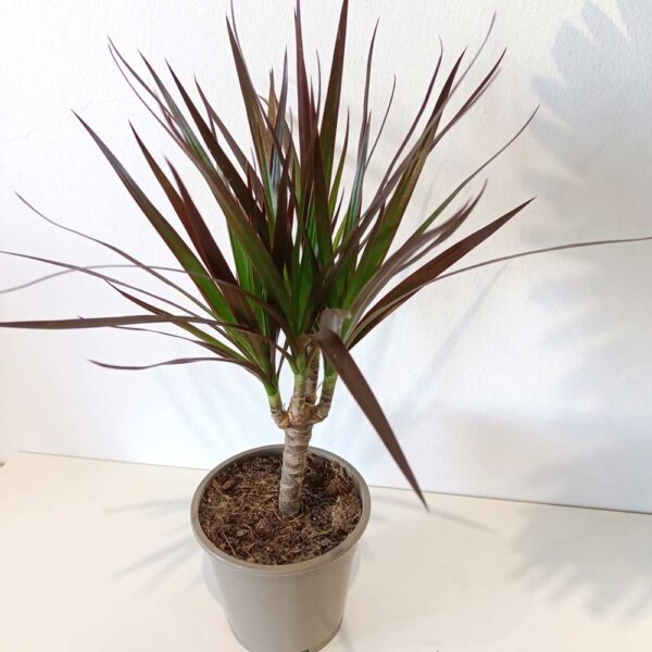 Dracaena marginata Magenta -dracena obrzeżona