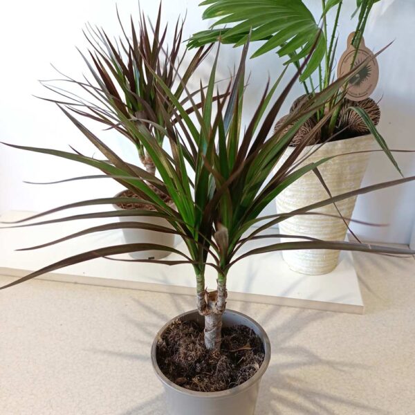 Dracaena marginata Magenta -dracena obrzeżona