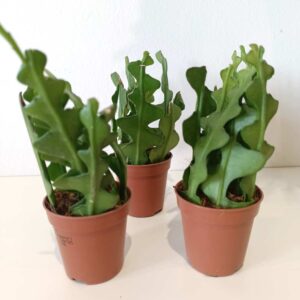 Epiphyllum anguliger -kaktus zygzak