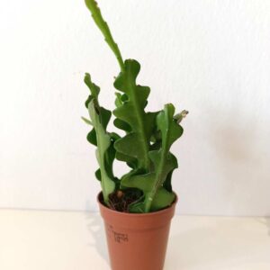 Epiphyllum anguliger -kaktus zygzak