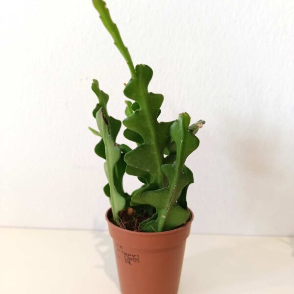 Epiphyllum anguliger -kaktus zygzak