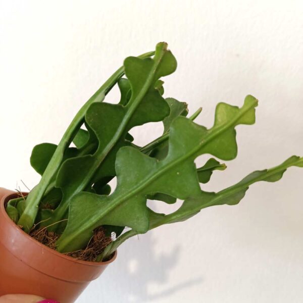 Epiphyllum anguliger -kaktus zygzak