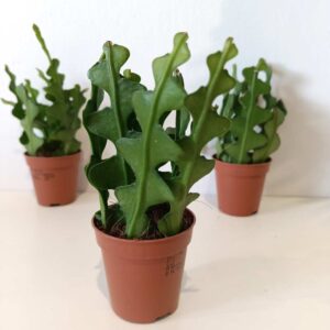 Epiphyllum anguliger -kaktus zygzak