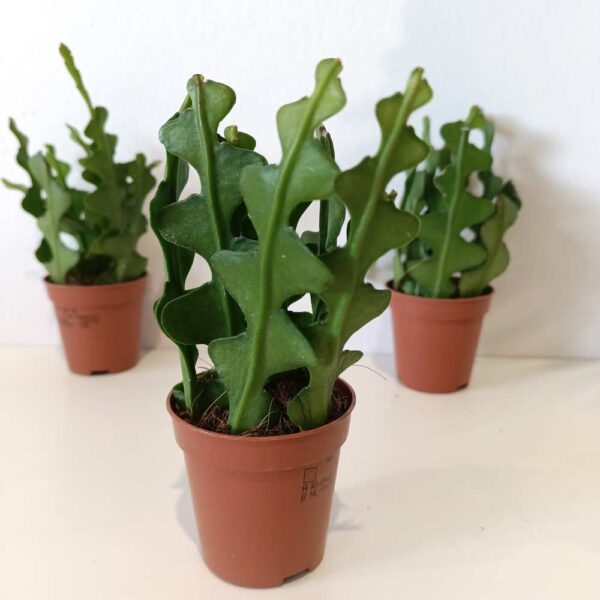Epiphyllum anguliger -kaktus zygzak Epiphyllum anguliger -kaktus zygzak