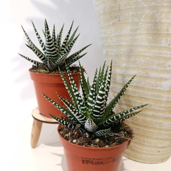 Haworthia fasciata Alba Haworthia fasciata Alba