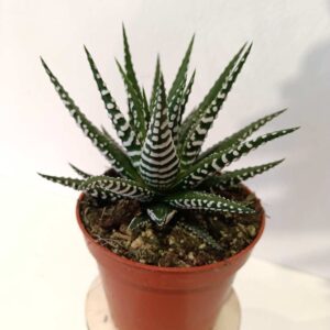 Haworthia fasciata Alba