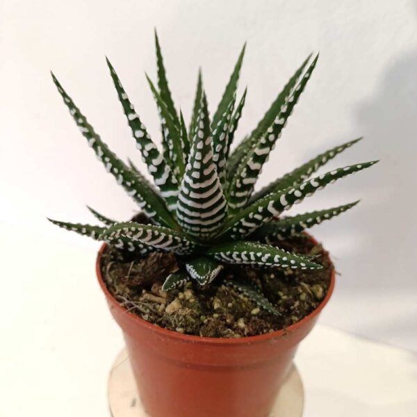 Haworthia fasciata Alba
