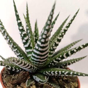 Haworthia fasciata Alba