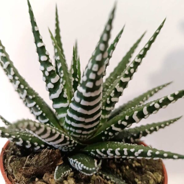 Haworthia fasciata Alba