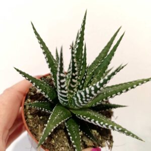 Haworthia fasciata Alba