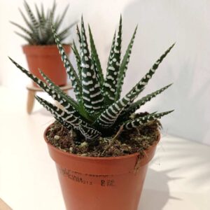 Haworthia fasciata Alba