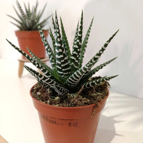 Haworthia fasciata Alba