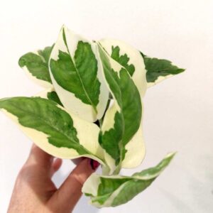 Epipremnum N'Joy Ø6cm - obrazek 2