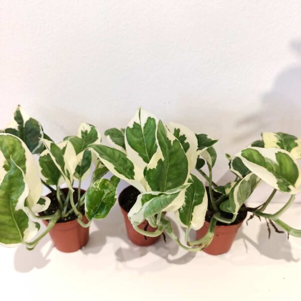 Epipremnum N'Joy Epipremnum N'Joy