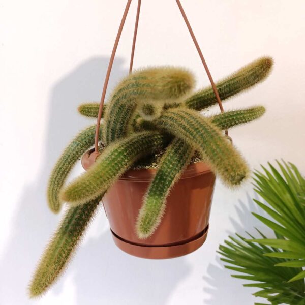 Cleistocactus aureospinus (Hildewintera winteri) Cleistocactus aureospinus (Hildewintera winteri)