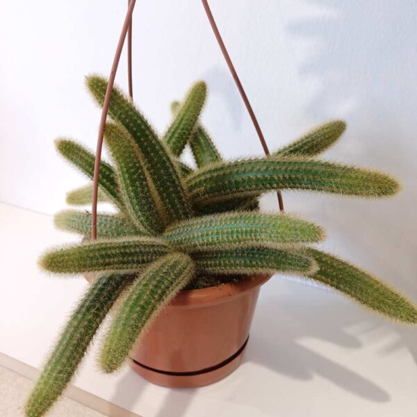 Cleistocactus aureospinus (Hildewintera winteri)
