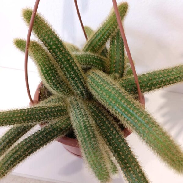 Cleistocactus aureospinus (Hildewintera winteri)
