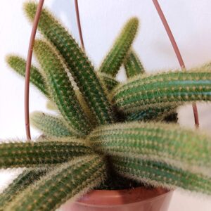 Cleistocactus aureospinus (Hildewintera winteri)