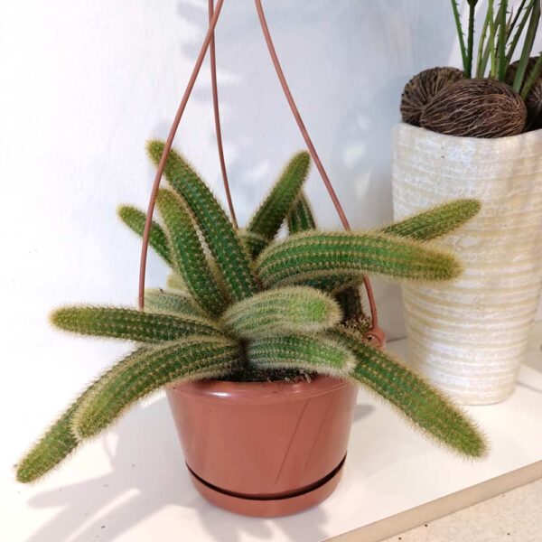 Cleistocactus aureospinus (Hildewintera winteri)