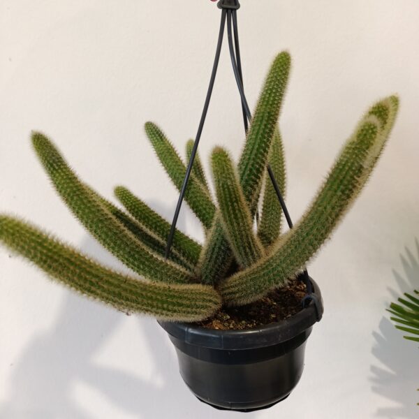 Hildewintera aureispina