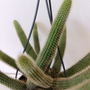 Hildewintera aureispina