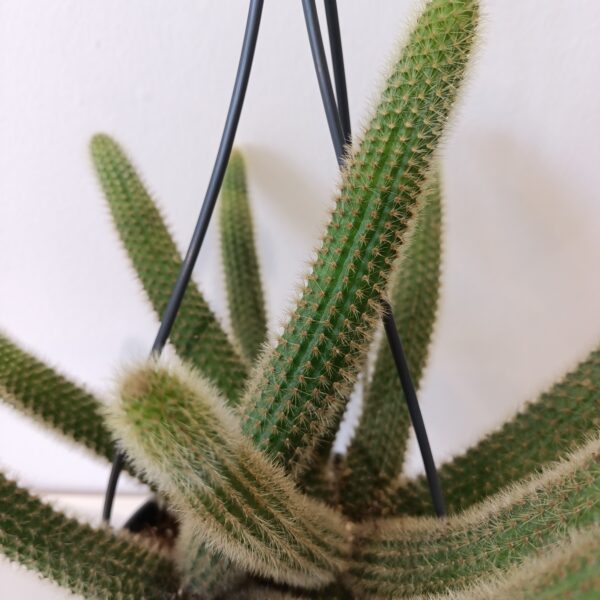 Hildewintera aureispina