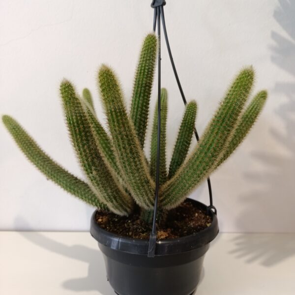 Hildewintera aureispina