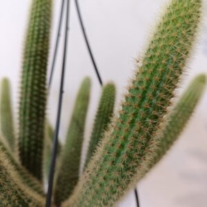 Hildewintera aureispina