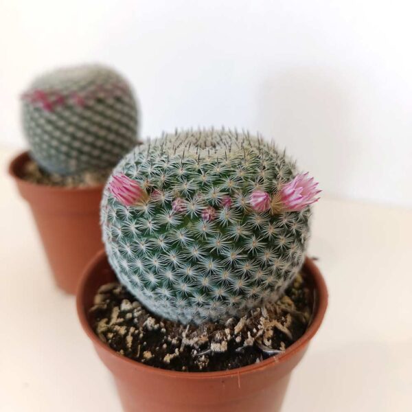 Mammillaria Microthele Superfina Mammillaria Microthele Superfina