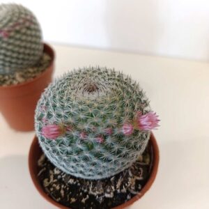 Mammillaria Microthele Superfina