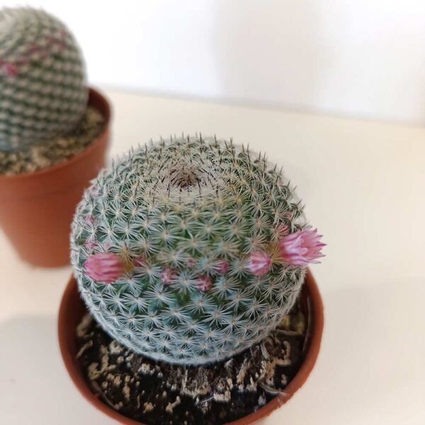 Mammillaria Microthele Superfina
