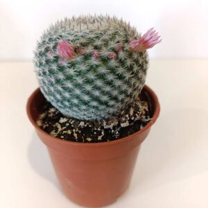 Mammillaria Microthele Superfina