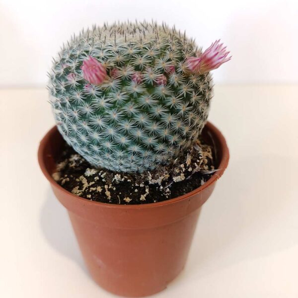 Mammillaria Microthele Superfina