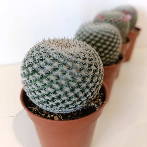 Mammillaria Microthele Superfina