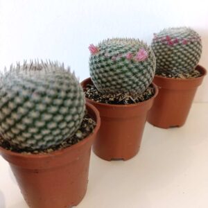 Mammillaria Microthele Superfina