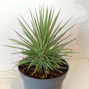 Agave Stricta Nana