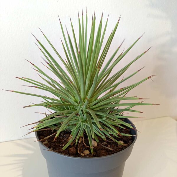 Agave Stricta Nana