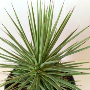 Agave Stricta Nana