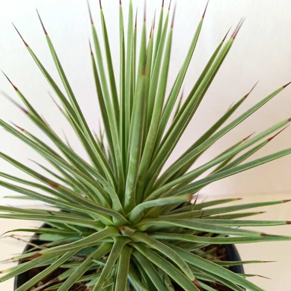 Agave Stricta Nana